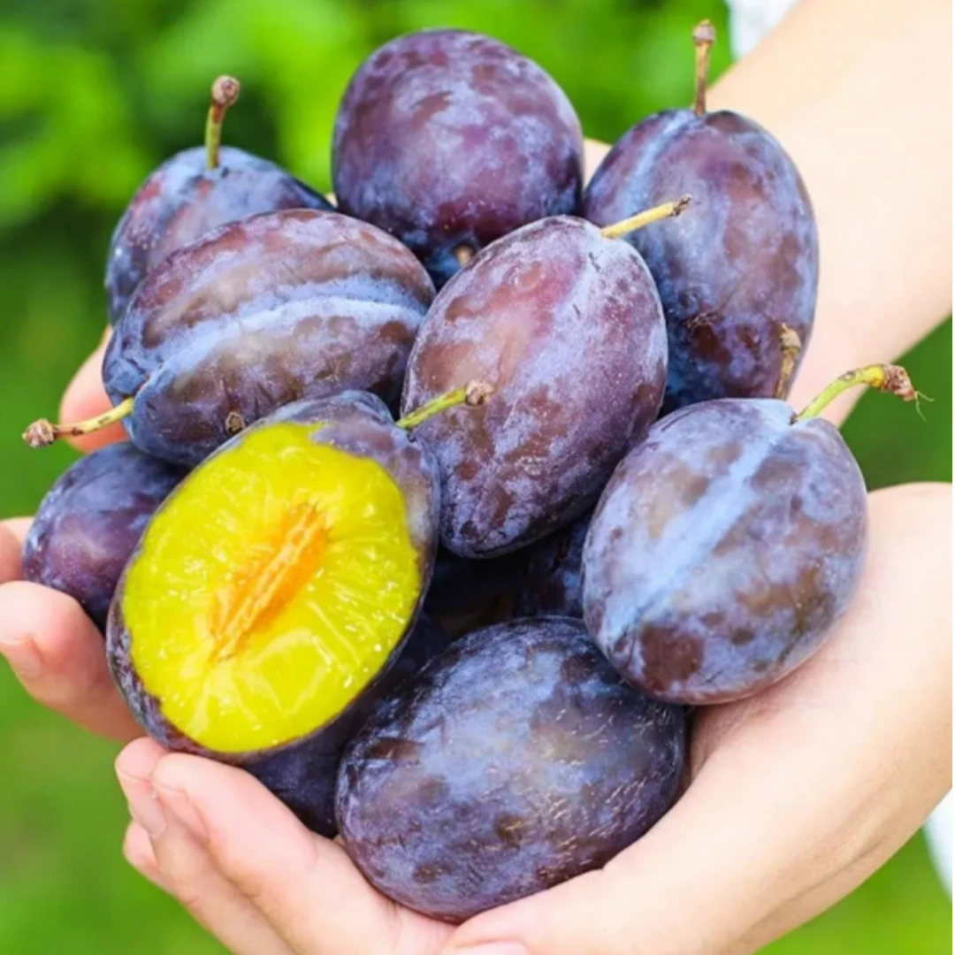 【辛平优选】新鲜采摘头茬甘肃天水西梅鲜果酸甜可口ZXM