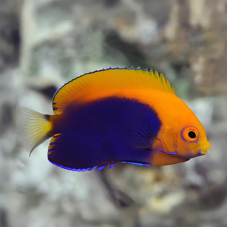 火背仙海水观赏鱼精检顺丰报损