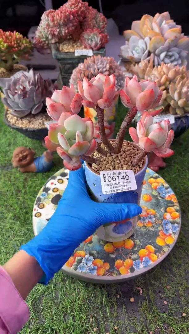 昆明印象多肉06140