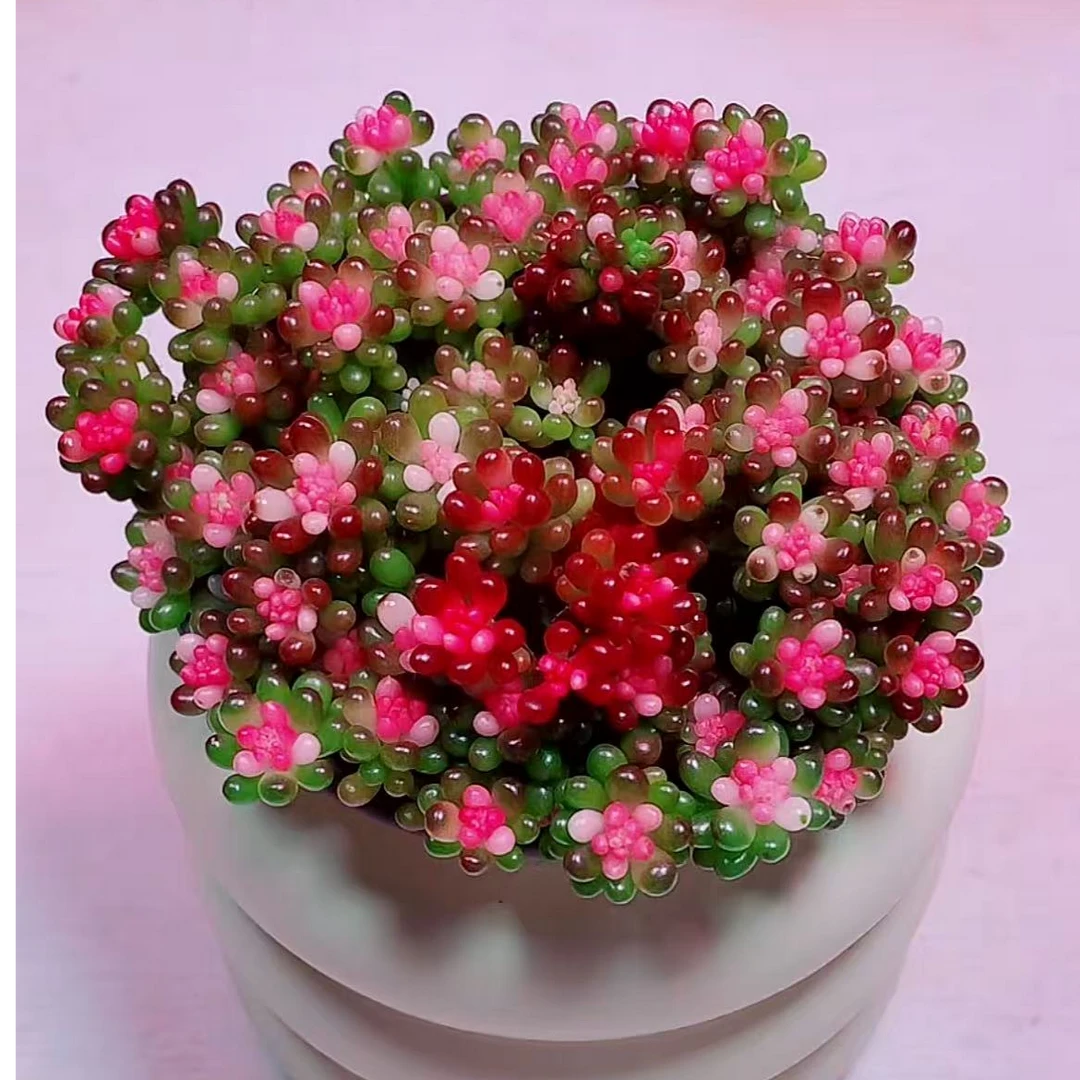 七彩龙珠多肉植物8-9cm【带塑料盆】