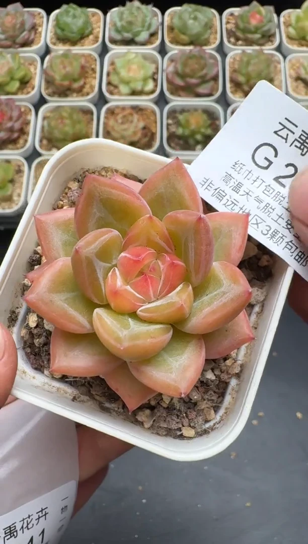 240G云禹多肉植物 脱土纸巾打包 3颗包邮