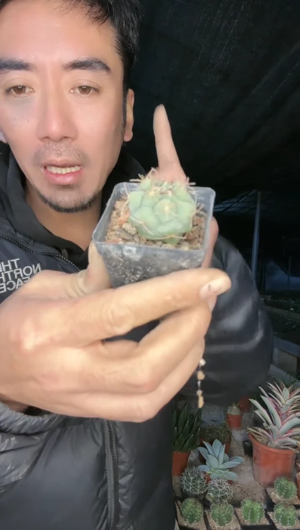 【闪购商品】绯冠龙111111