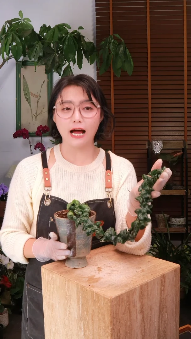 无花朵 深绿卷叶球兰 带盆 种好发货 顺丰包邮