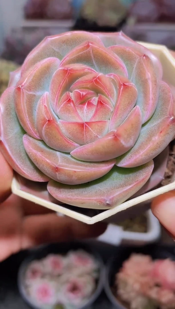 【闪购商品】023霸道珍妮多肉