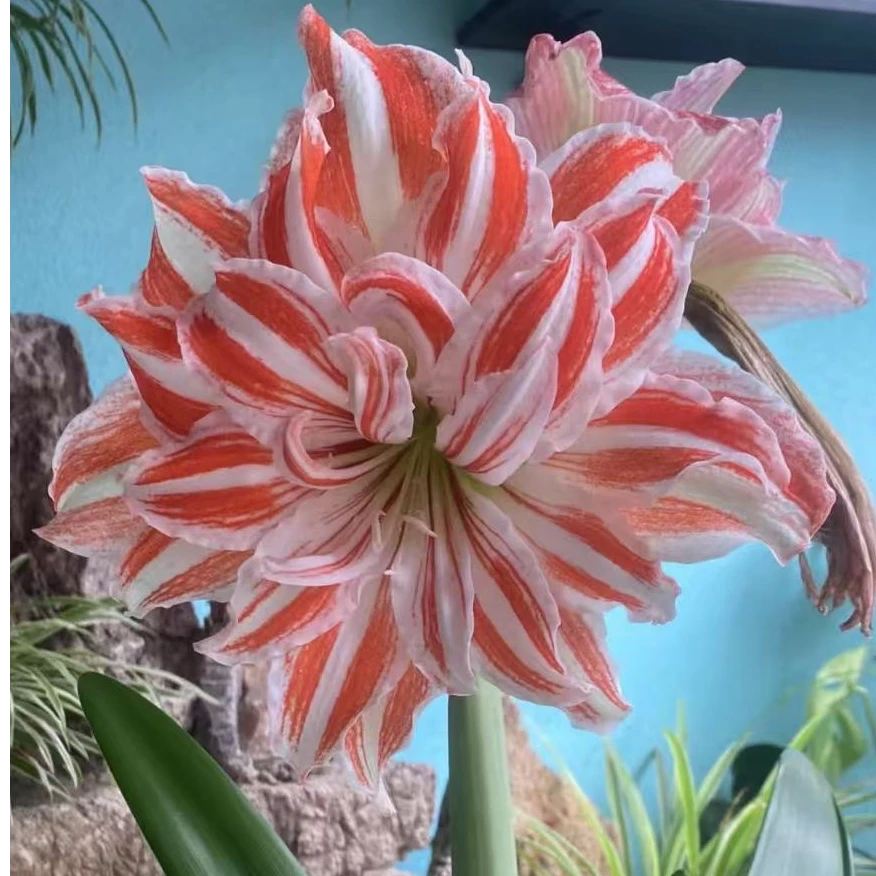【公主爱花园】舞蹈舞后（直径6+）重瓣现货~自然球