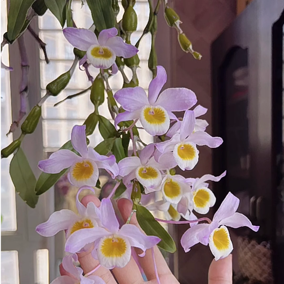 蜂腰石斛石斛绿植好养