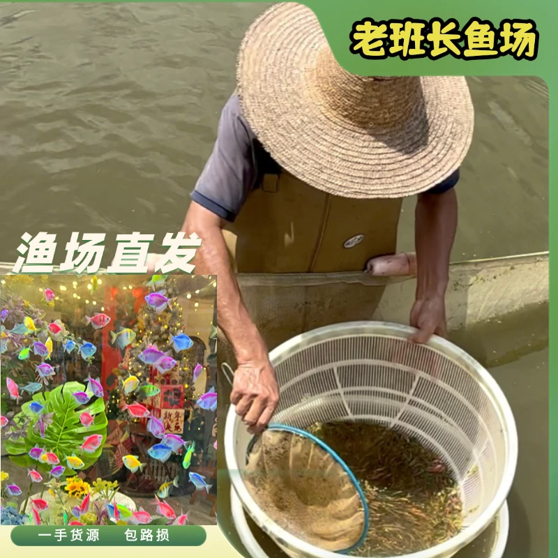 【天使鱼】糖果七彩天使鱼热带观赏小型鱼广东渔场直发