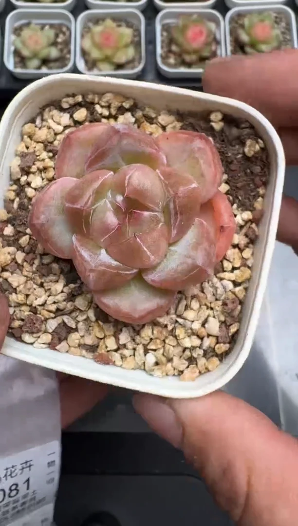 080M当天拍3颗包柚 带盆土纸巾打包 云禹花卉 珍妮多肉植物