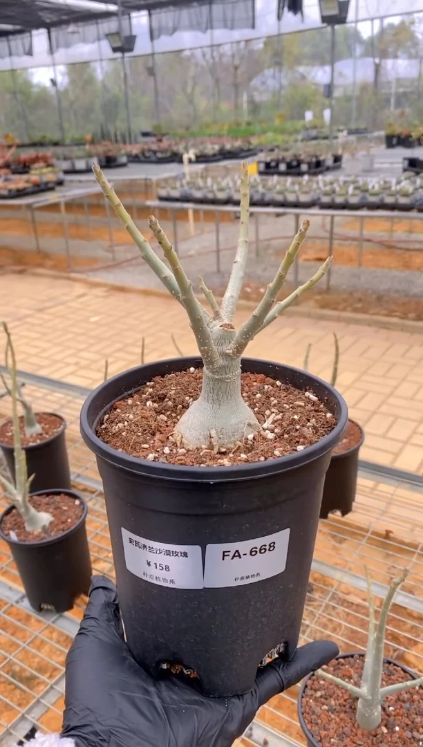 【闪购商品】史瓦济兰沙漠玫瑰FA-668