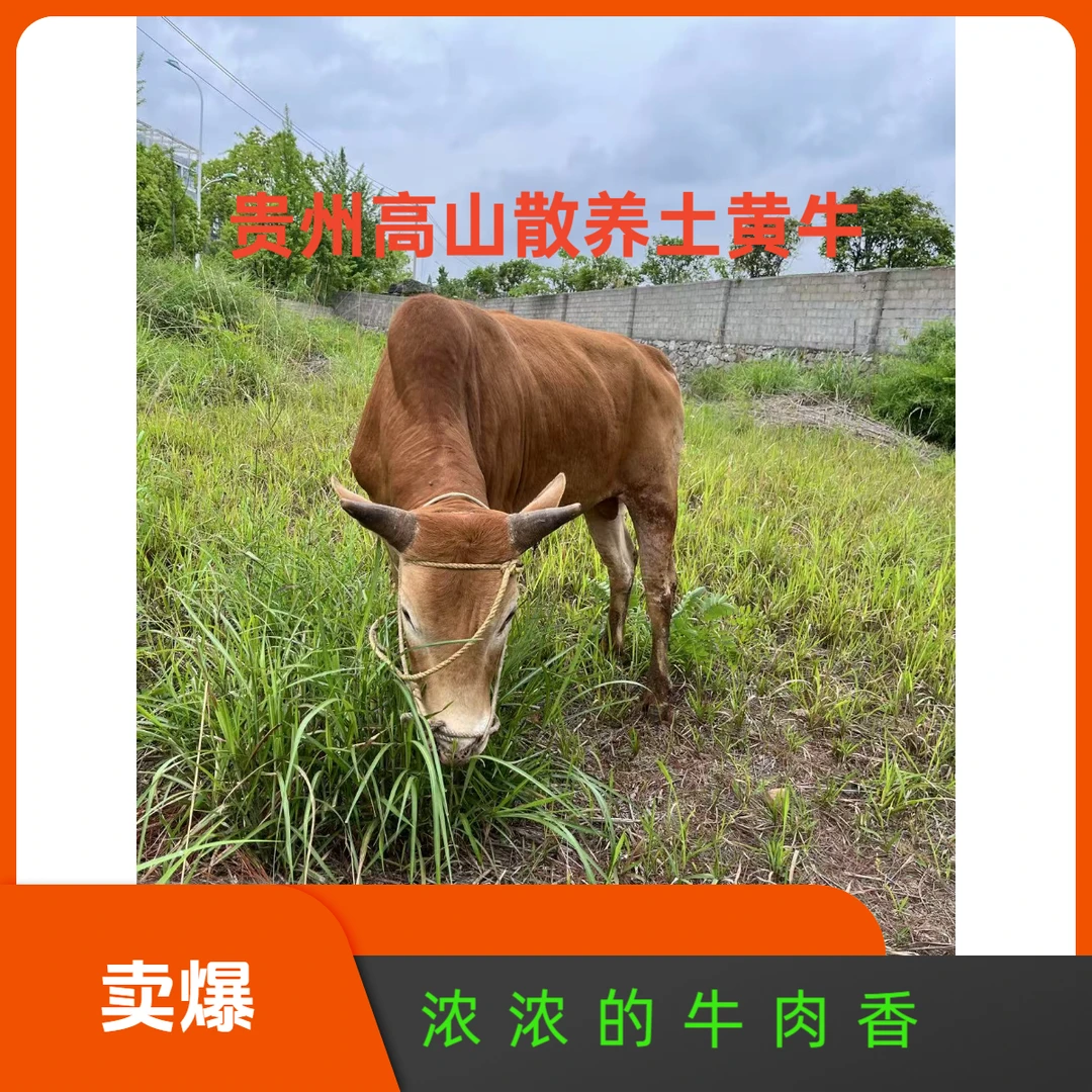 改价链接 直播间一物一拍（贵州高山散养土黄牛）