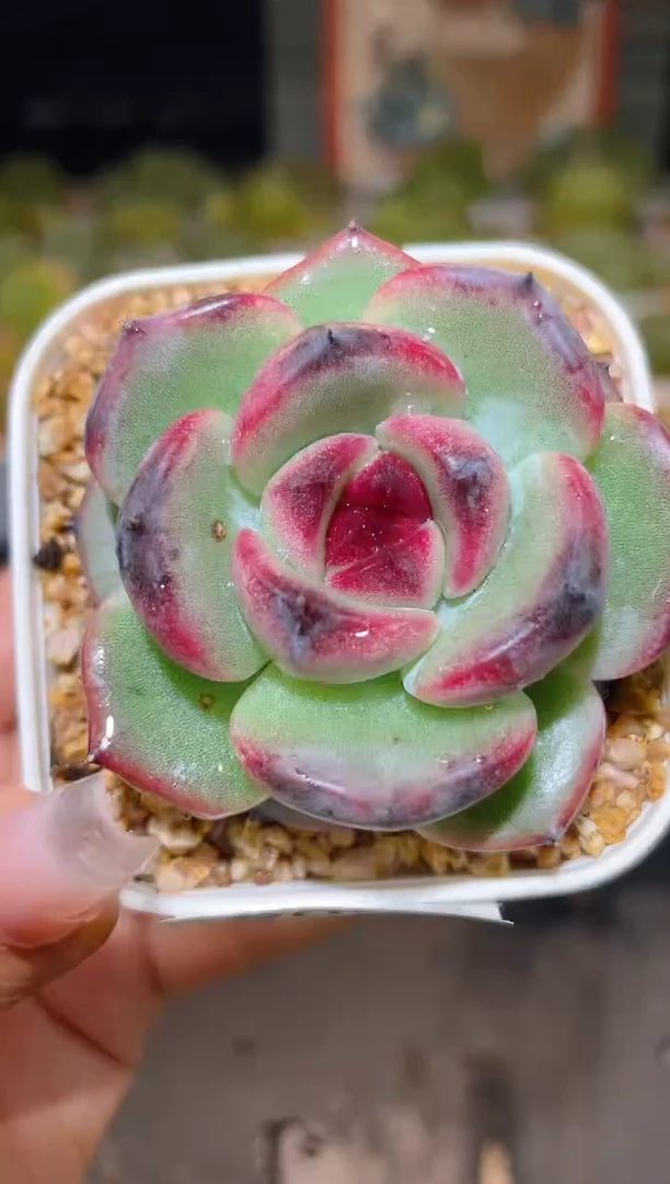 908野格一物一拍