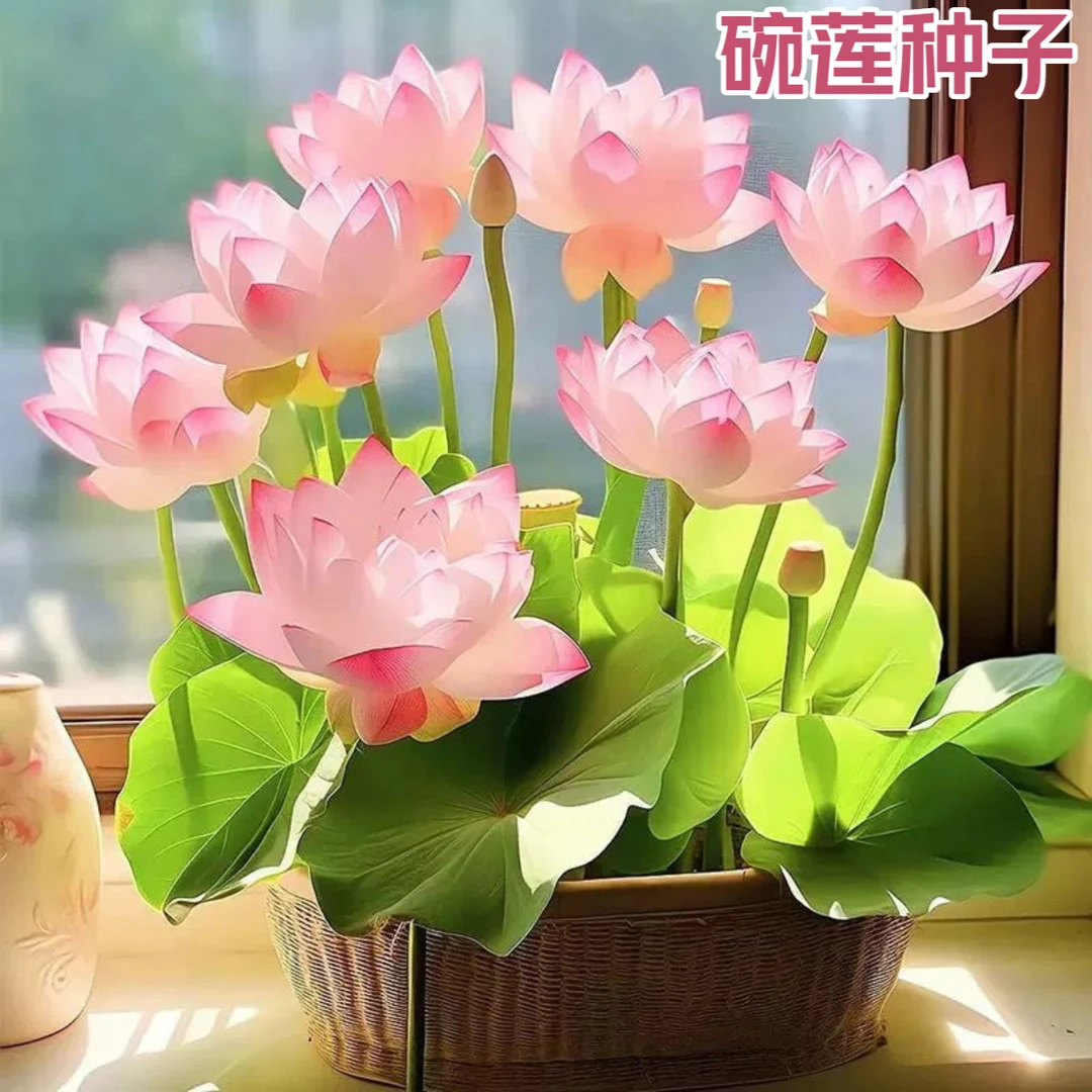 水培荷花种子莲子发芽盆栽无土莲花四季开花水养阳台庭院