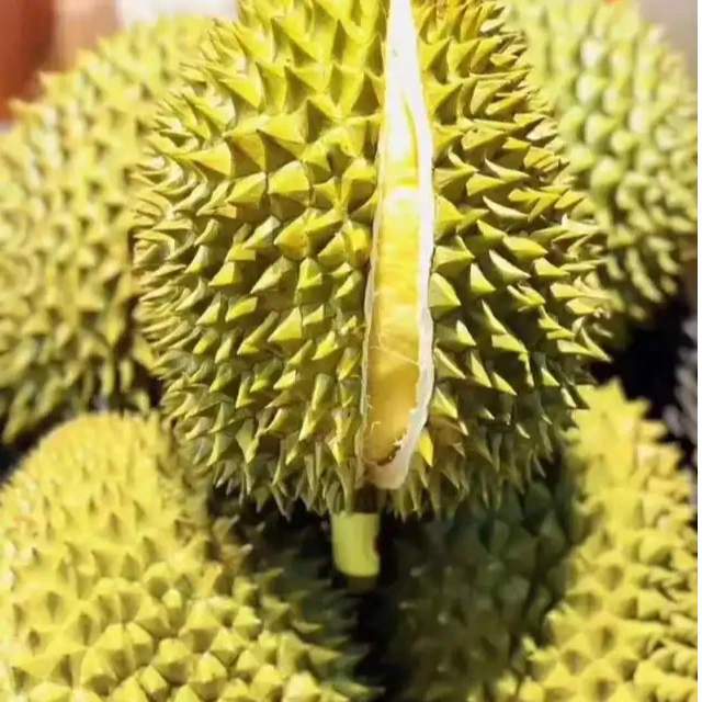 泰国树熟新鲜金枕核小带壳2000g（一物一拍）金枕泰国