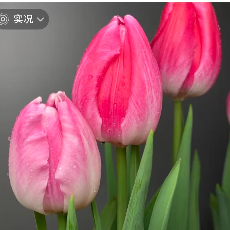 【粉宝石】粉色单瓣郁金香