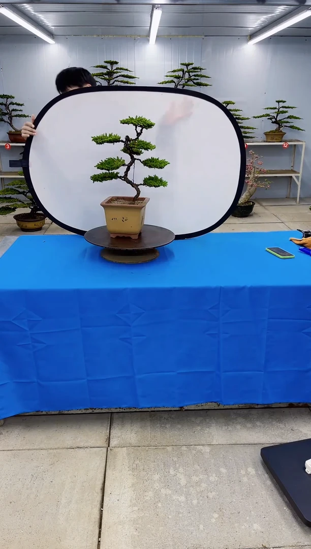 无花朵00000000000