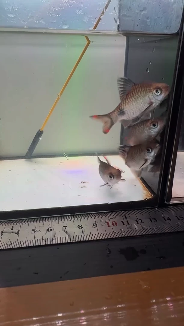 工具鱼梦幻黑影道人444