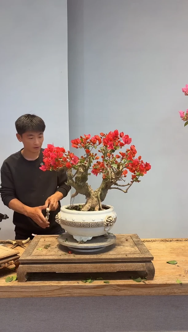 以实际为准三角梅24