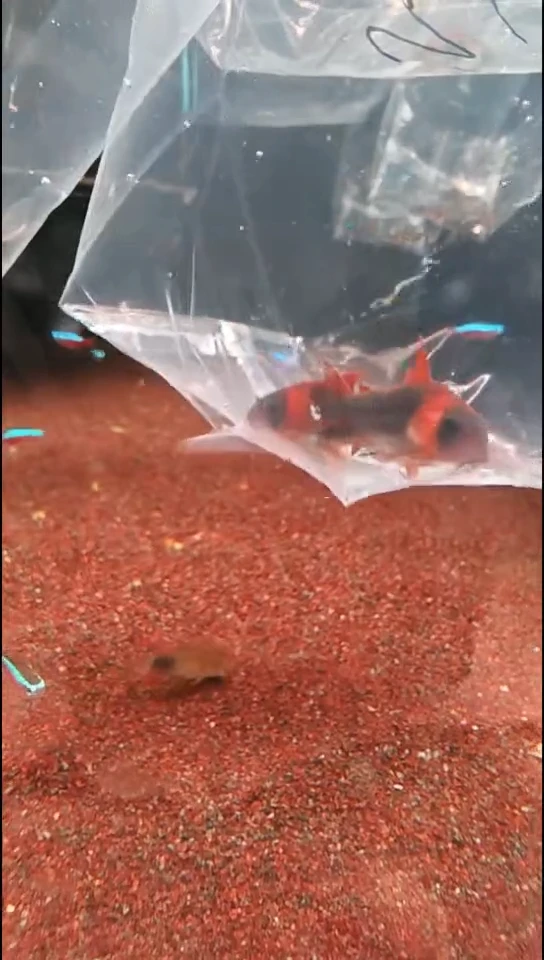 鼠鱼东****香尼青2只