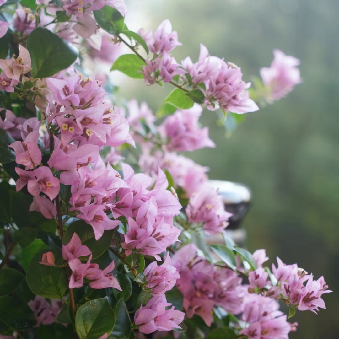 花草 粉星星 香芋紫勤花四季开垂钓带盆带土观花三角梅