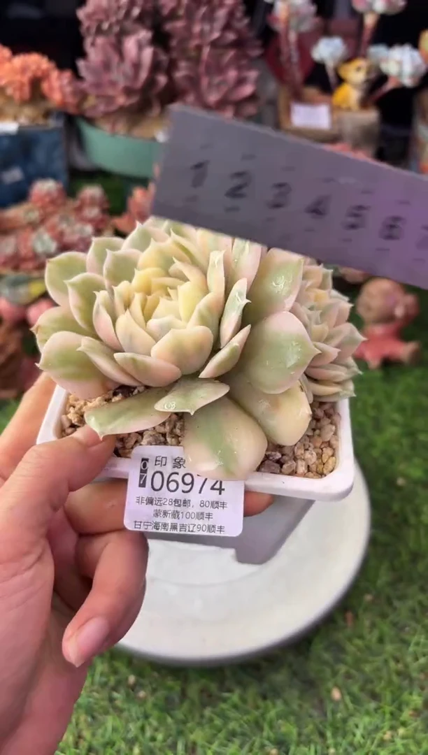 昆明印象多肉06974
