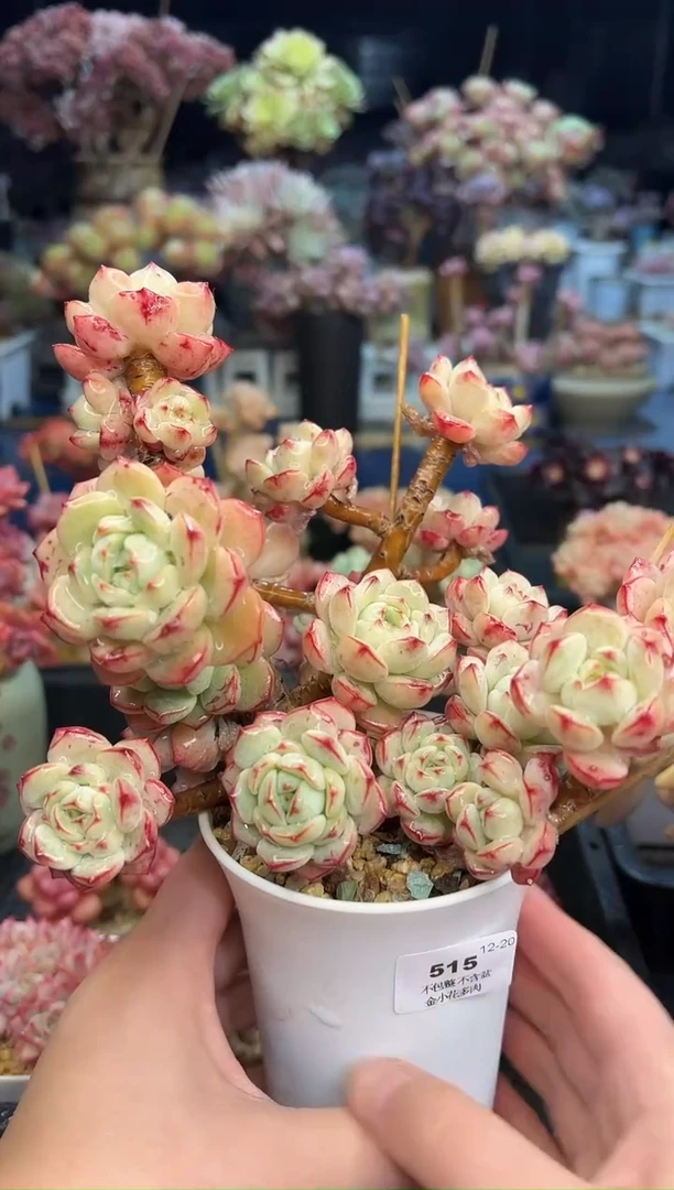 【闪购商品】515不带盆