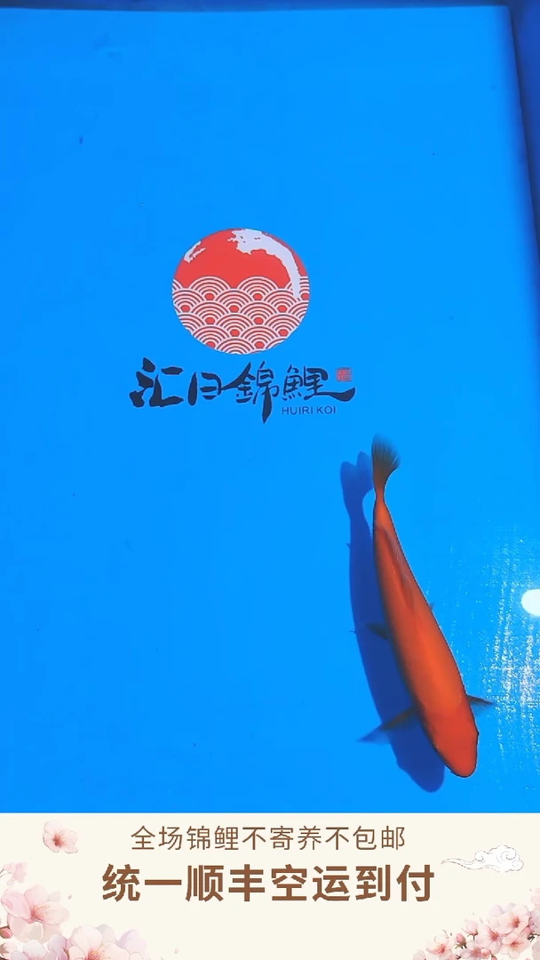 锦鲤丸博单色鲤--008 （顺丰空运到付）