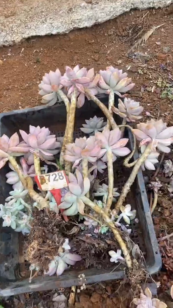 【闪购商品】B728清风花木兰多肉组合