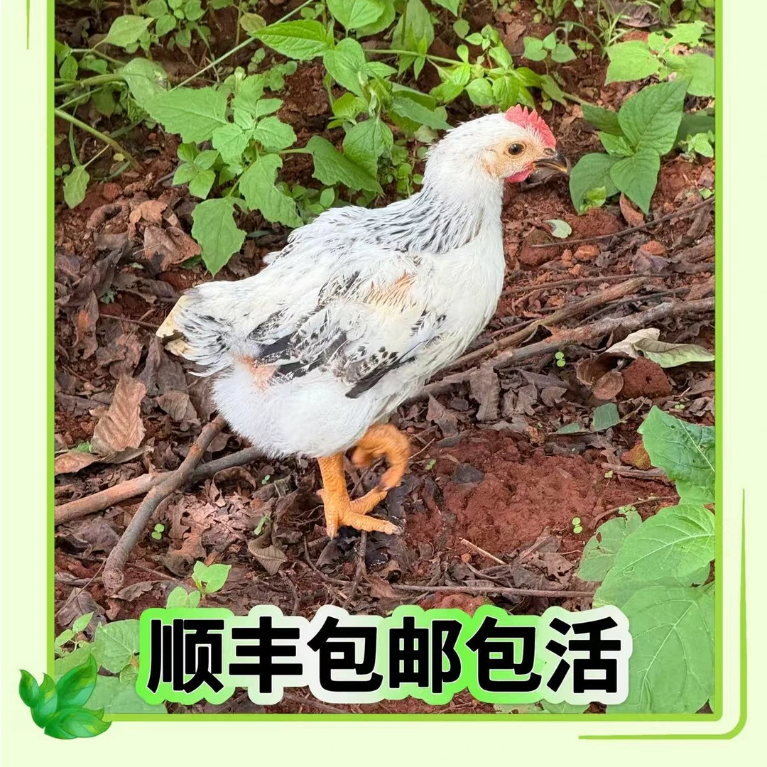 【小老弟】云南白芦花宠物鸡顺丰包邮到家