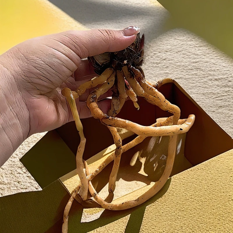 精品兰花  一物一拍 (小黄车专用) 裸根发货 前台接待栽培开花