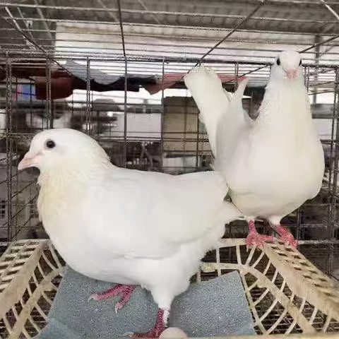 【鸽子】农户喂养鸽子肉鸽（非活体发货）