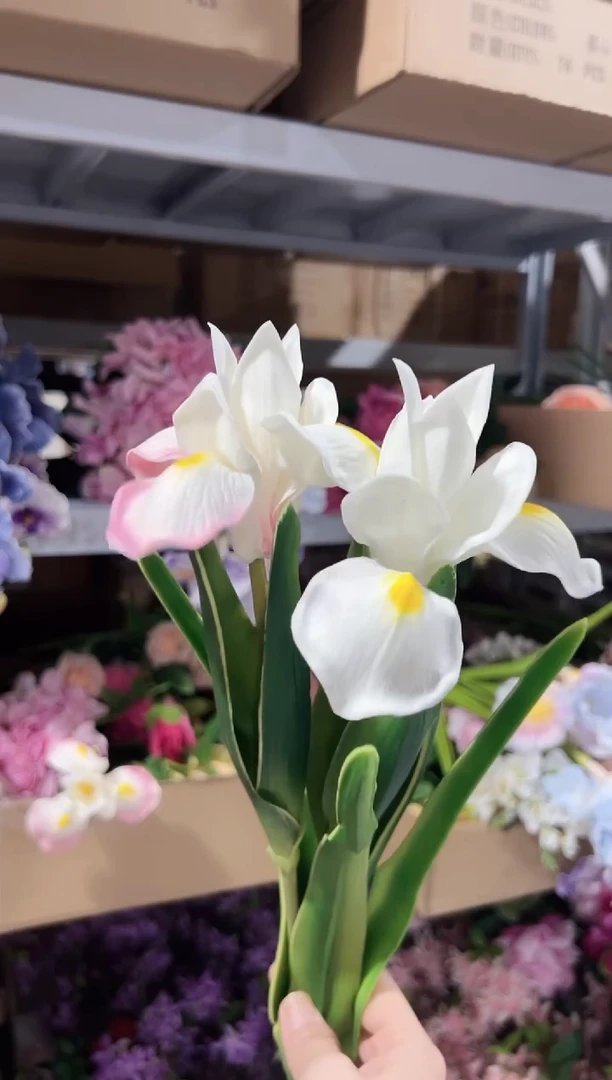 1枝白色1枝粉色鸢尾花花