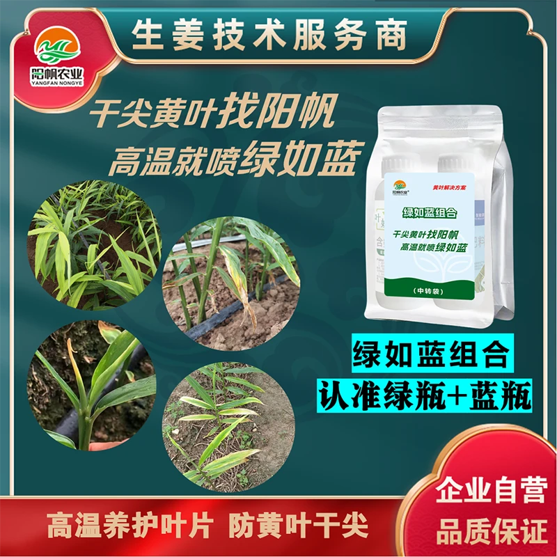 绿如蓝组合 预防生姜干尖黄化生理性黄叶养护根系养护叶片