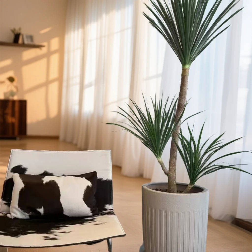 【植光秘境】龙血树客厅绿植龙须树盆栽高杆造型植物龙铁树室内落地