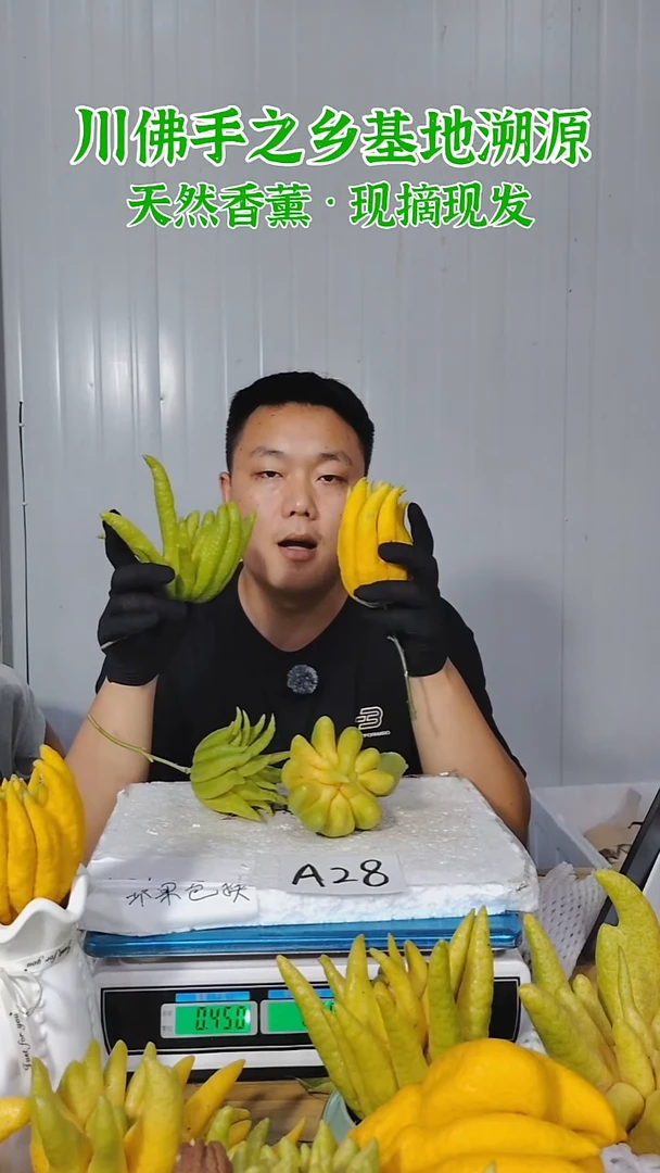 柑橘一物一拍  高山川佛手柑鲜果A28（断枝不售后）