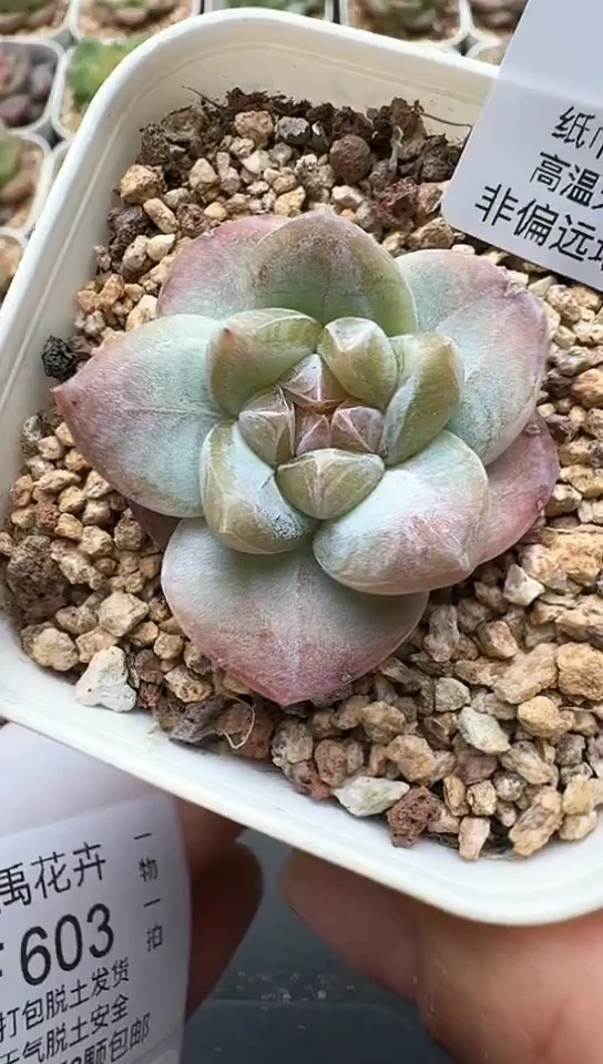 602F云禹多肉植物 默认脱土纸巾打包 3颗包邮