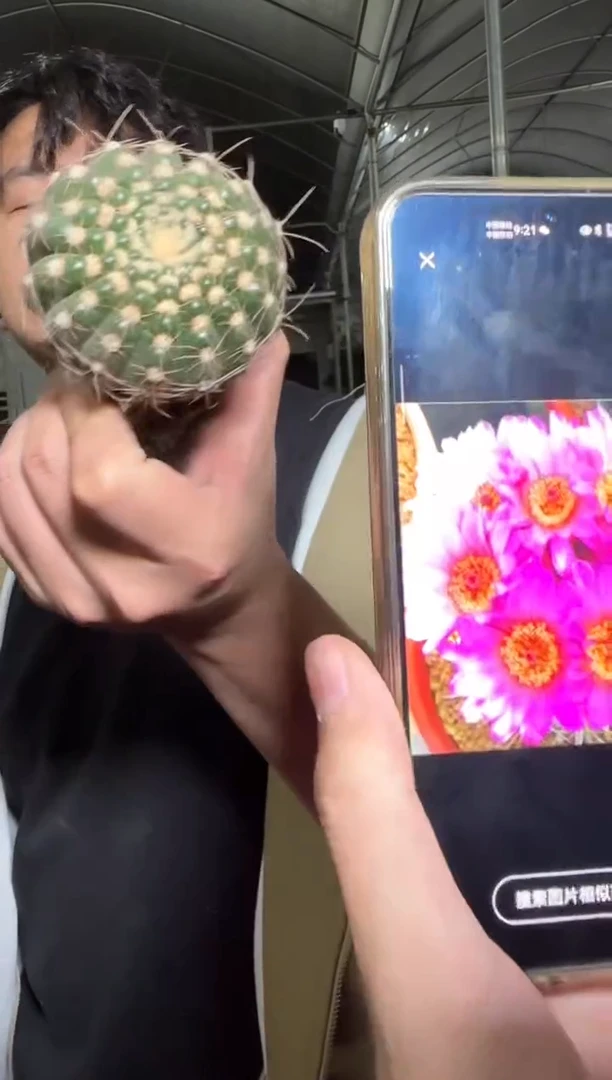 2颗 单头 眩美玉【实生根】