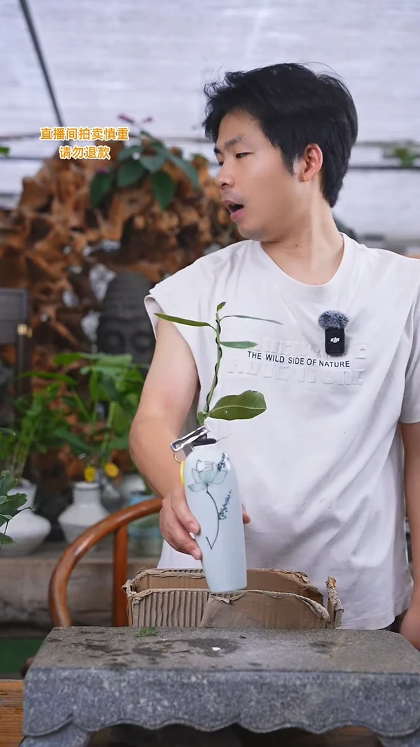 当前无花栽培后可以开花柠檬488+