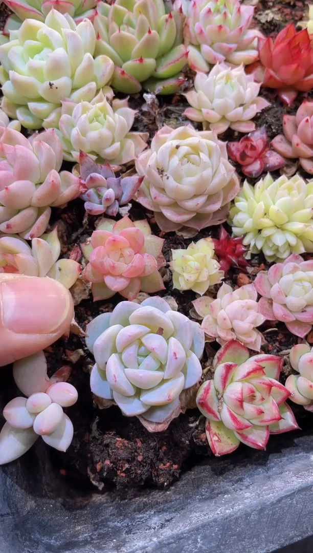 【闪购商品】049糖心珍妮混