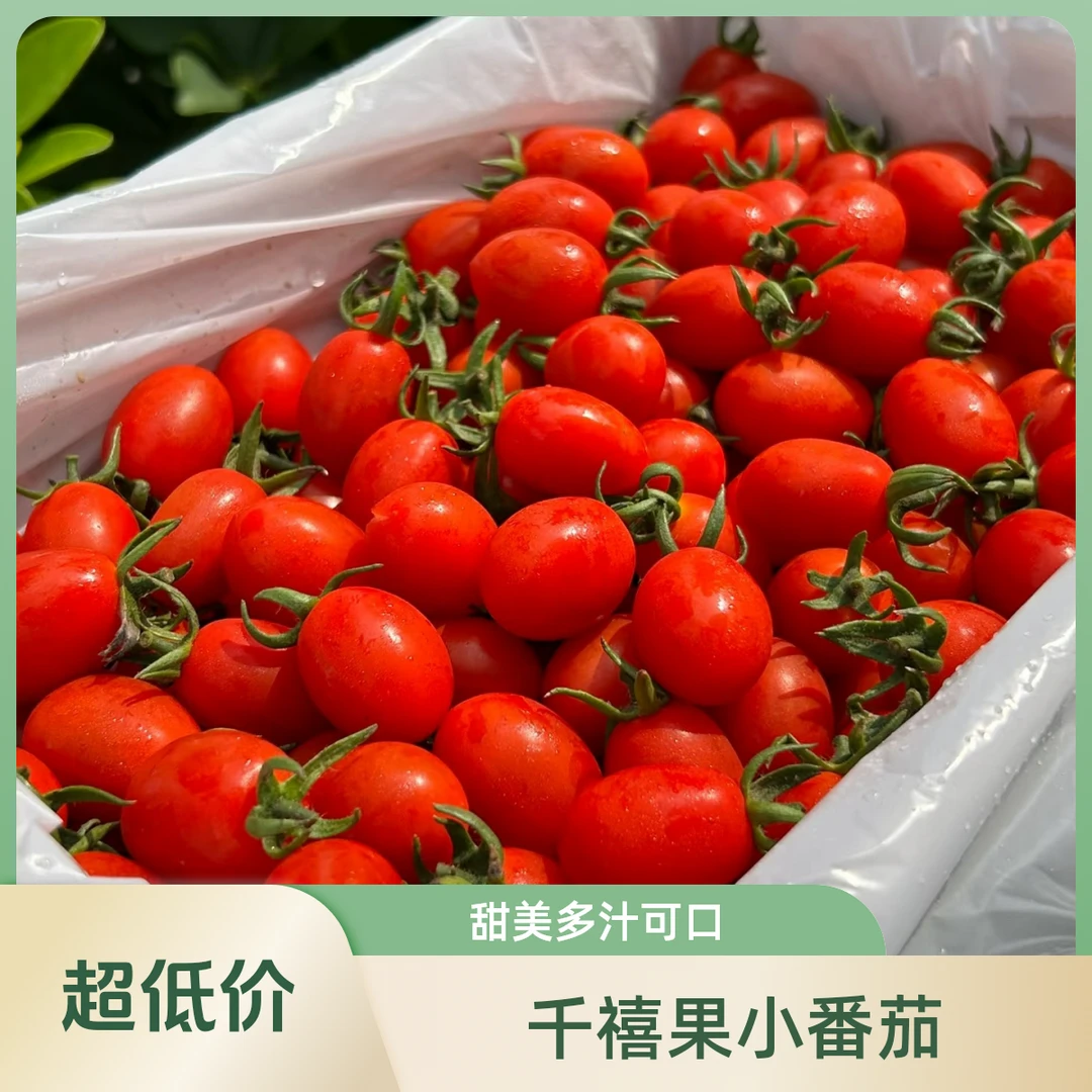 圣女果千禧果小番茄2斤±番茄同城送千禧圣女果广东省
