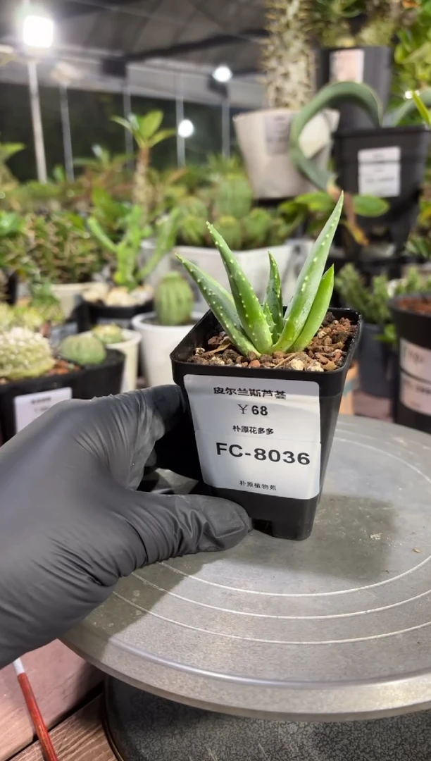 皮尔兰斯芦荟FC-8036