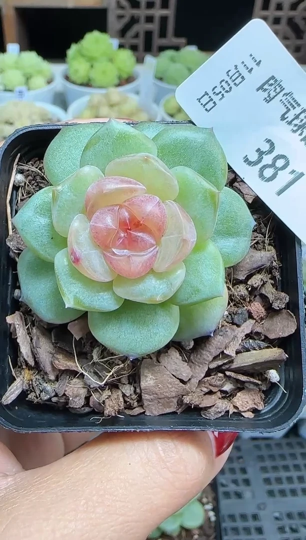 1105-381bl-4糖心组