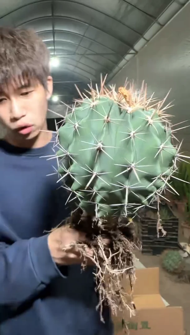 超大 神仙玉【实生根】