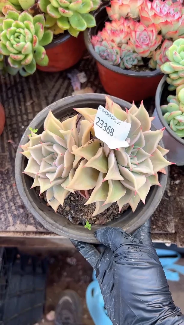 幸*草多肉植物一物一拍23368