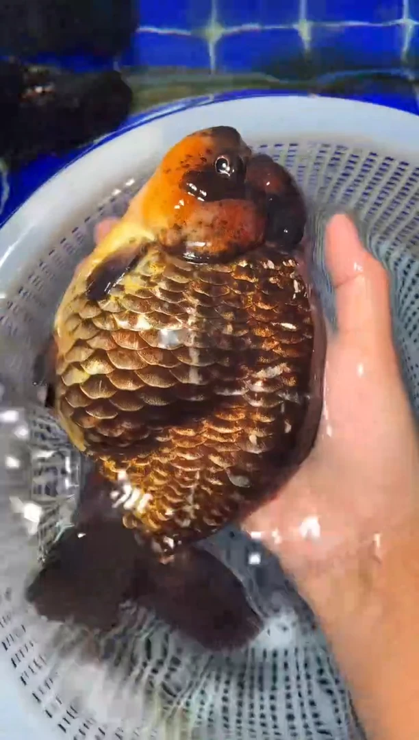 金鱼（运费自理，马印灯照射）福州追鱼兰寿金鱼
