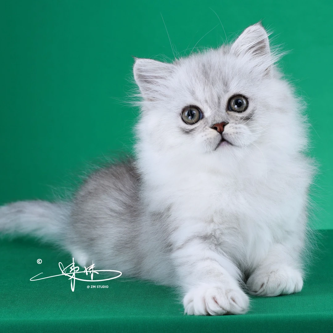 来了姊妹-银渐层英长猫 妹妹 28