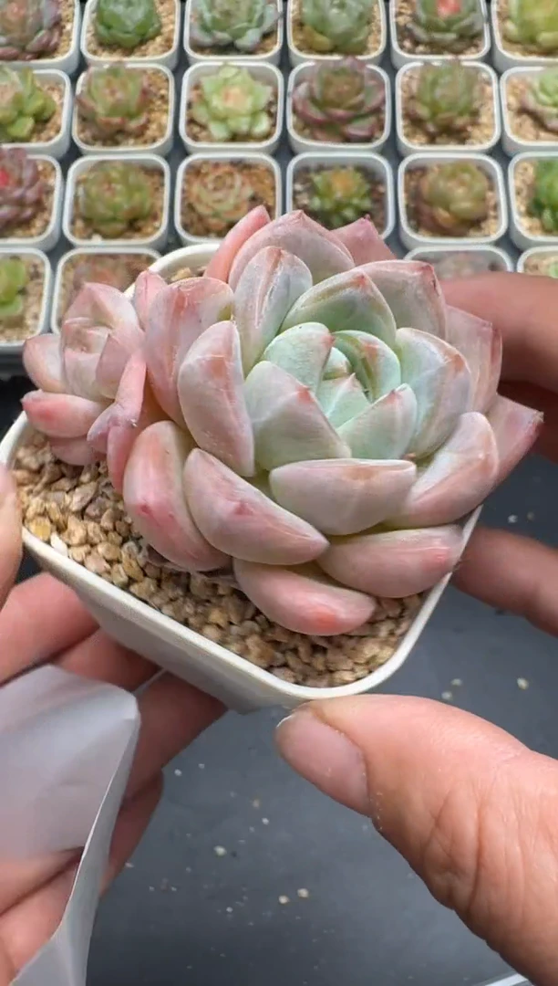 322G云禹多肉植物 脱土纸巾打包 3颗包邮