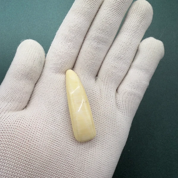 E6246天然猛犸牙牙尖 支持鉴定 假一罚四