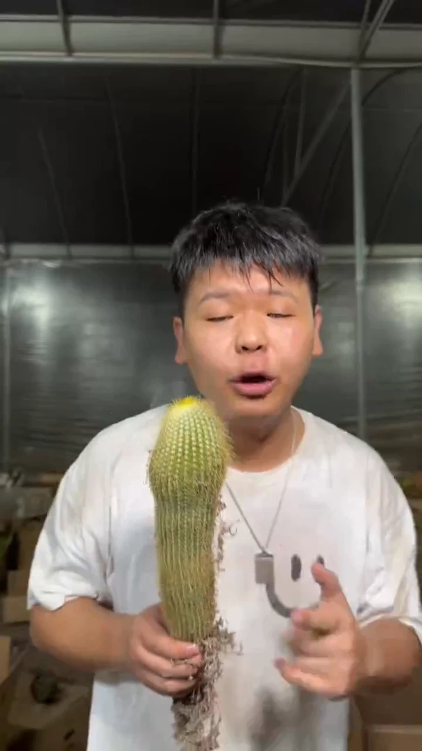 2颗 大单头 金丝猴【带根】