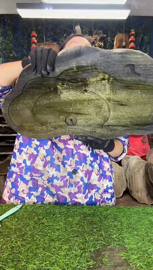 金丝楠小叶桢楠52