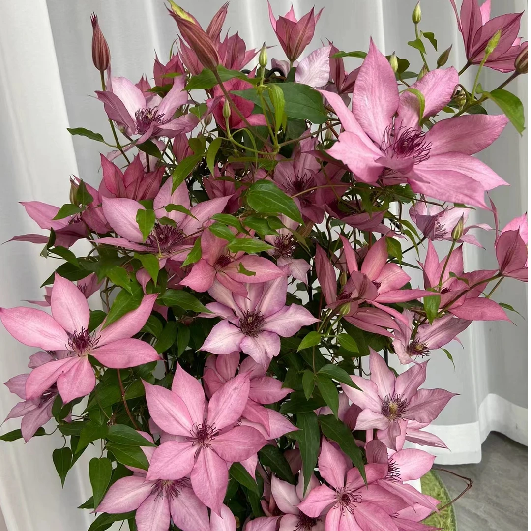 铁线莲花中大苗 吉赛尔 阳台庭院花园盆栽地栽  大道铁